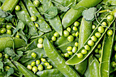 Heap of young sweet organic green pea in pods with sprouts over grey background