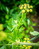 Blooming lovage with a bee