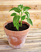 A small pepper plant
