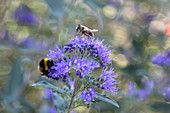 Bartblume mit Hummel und Biene