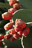 Close up of prickly pear fruits