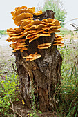 Chicken of the woods mushrooms on a tree stump