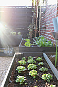 Sunlight falling onto freshly planted plug plants in black raised beds