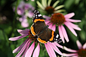 Schmetterling Admiral auf Blüte vom Scheinsonnenhut