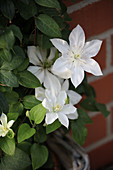 Clematis 'Madame Le Coultre'