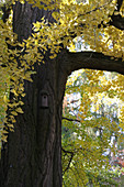 Bird nesting box on ginkgo tree