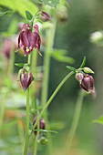 Aquilegia buds