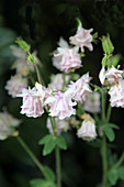 Pale pink aquilegia