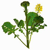 Back-lit broccoli with leaves and flowers