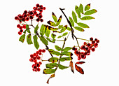 Back-lit rowan sprigs with berries