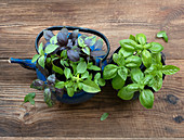 Basil in pots on an old garden counter