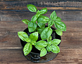Basil in pot on an old garden counter
