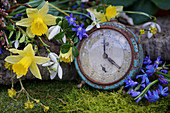Narcissus, squills, snowdrops, cornelian cherry and box arranged around old alarm clock