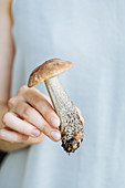 Hand holding freshly picked porcini mushroom with soil