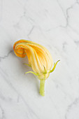 Fresh zucchini blossom arranged on marble table in kitchen