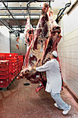Rinderhälften am Haken in Großfleischerei