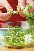Frisée lettuce being ripped into bite-sized pieces