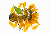Blütenblätter der Sonnenblume
