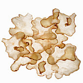 Wafer-thin Jerusalem artichokes slices