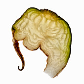 A wafer-thin slice of sugar beet