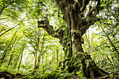A gnarly beech tree in Kottenforst forest near Bonn, North Rhine Westphalia, Germany