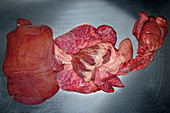 Gehänge vom Kalb (Speiseröhre, Herz, Lunge und Leber)