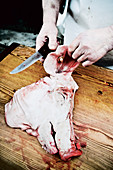 Home slaughtering: ear tags being removed from a pig's ear.