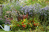 Herbstbeet: Astern, Lampionblumen, Japanisches Rotgras 'Red Baron', rotes Federborstengras und Peperoni 'Lila Luzi'