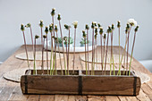 Dandelions in a rustic wooden box