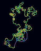 Covid-19 virus genome representation, data visualisation