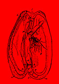 Mussel nervous system, illustration