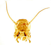 Cockroach mouth parts, light micrograph