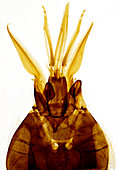 Honey bee worker mouth parts, light micrograph