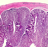 Glandular stomach of a chicken, light micrograph