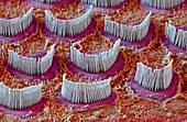 Inner ear hair cells, SEM