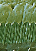Organ of Corti tectorial membrane, SEM
