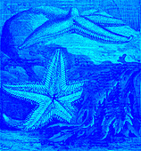 Starfish, 19th century illustration