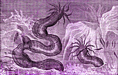 Snake sea cucumbers, 19th century illustration