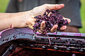 Harvested grapes at winery