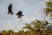 Lappet faced vultures