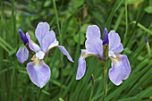 Siberian iris (Iris sibirica) flower
