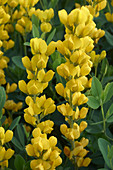 Baptisia sphaerocarpa 'Screaming Yellow'