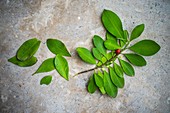 Coca leaves