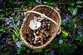Mushroom picking