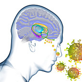 Loss of smell in Covid-19, illustration