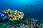 School of blue stripe snapper and barracuda