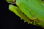 Praying mantis front legs folded
