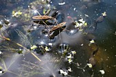 Pond skaters and common frog tadpoles