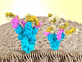 Nanobodies and Covid-19 virus spike protein, illustration