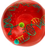 DNA repair, illustration